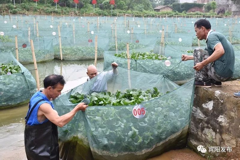 水产养殖养出富民大产业,特色水产养殖带动群众发家致富