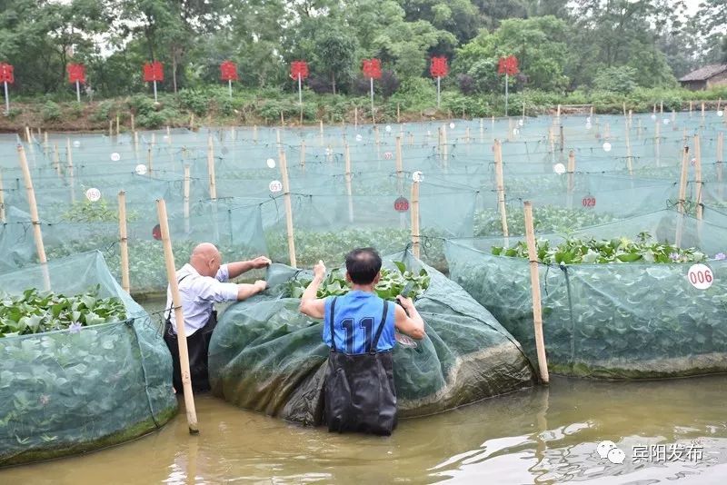 水产养殖养出富民大产业,特色水产养殖带动群众发家致富