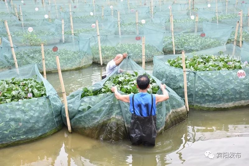 水产养殖养出富民大产业,特色水产养殖带动群众发家致富