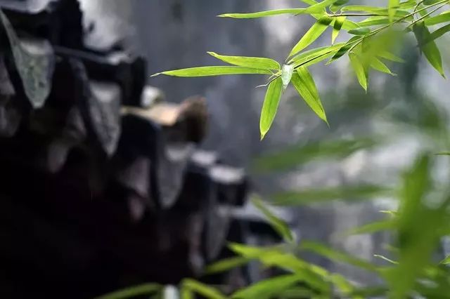 写梅子的诗句,写梅子诗句