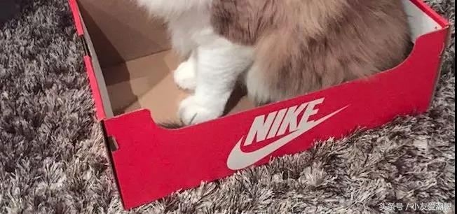 球鞋指南:这些天价的鞋盒你还在随便扔吗