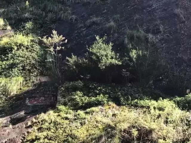 一次性茶叶回收,一次性茶叶讲解视频