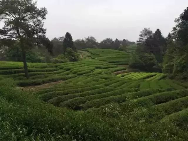 一次性茶叶回收,一次性茶叶讲解视频