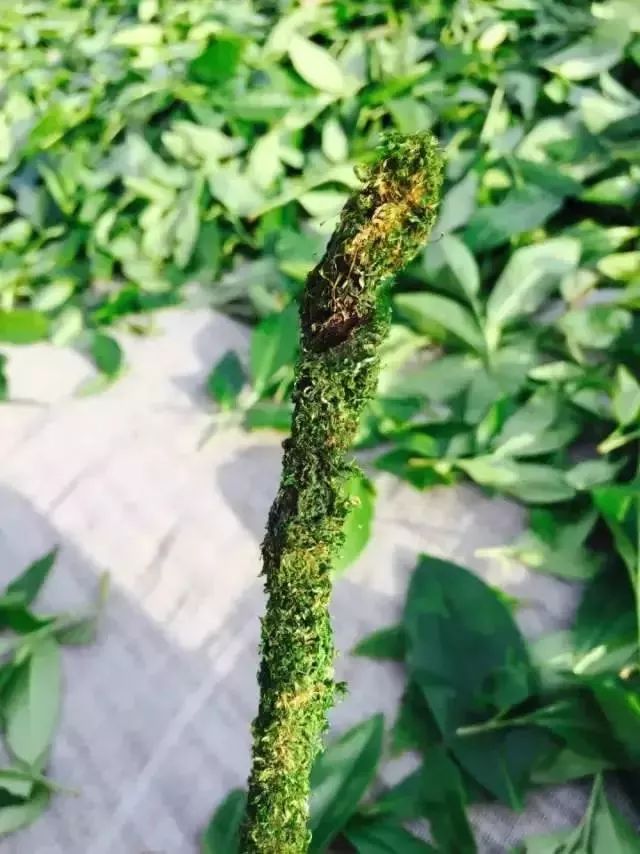 一次性茶叶回收,一次性茶叶讲解视频