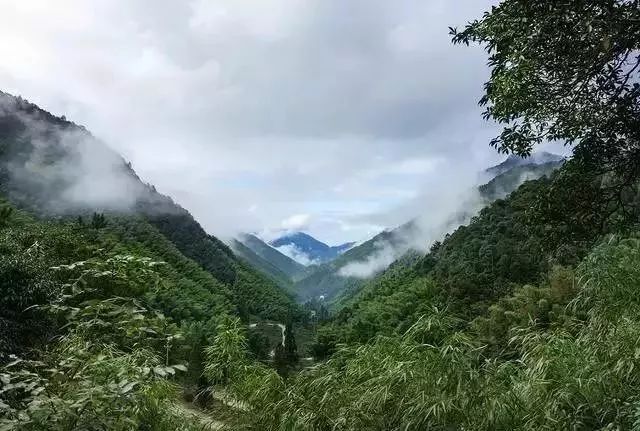 一次性茶叶回收,一次性茶叶讲解视频