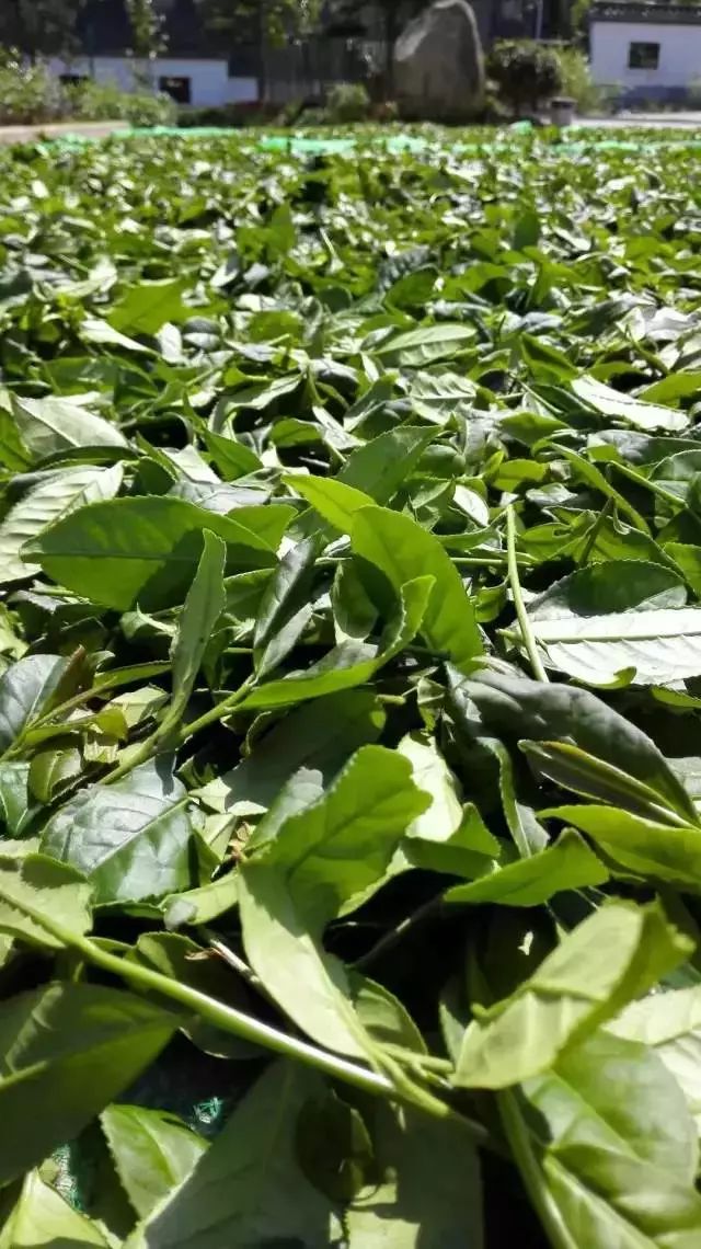 一次性茶叶回收,一次性茶叶讲解视频