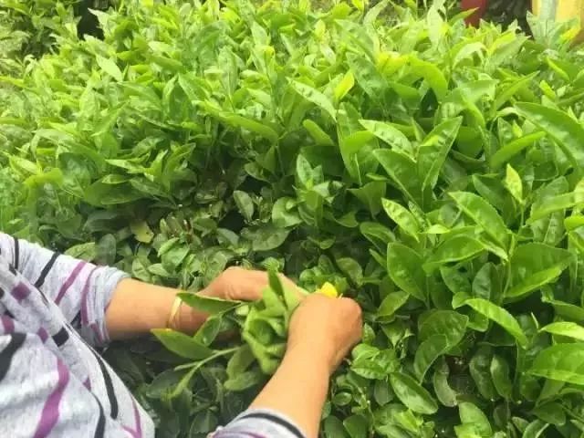 一次性茶叶回收,一次性茶叶讲解视频