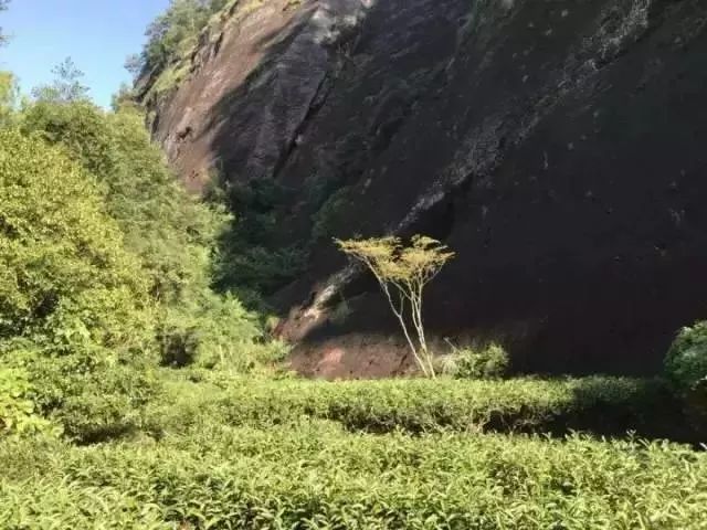 一次性茶叶回收,一次性茶叶讲解视频