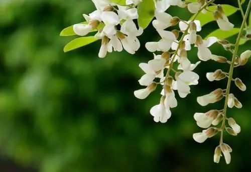 槐花有毒的不能多吃,槐花有毒吗可以吃吗