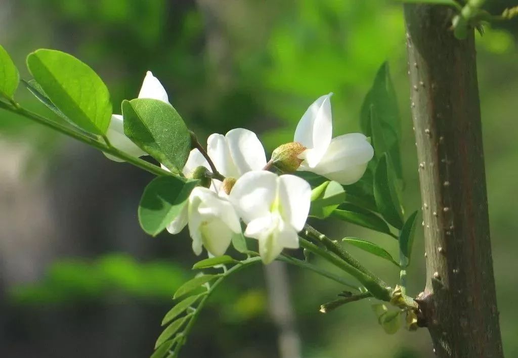 槐花有毒的不能多吃,槐花有毒吗可以吃吗