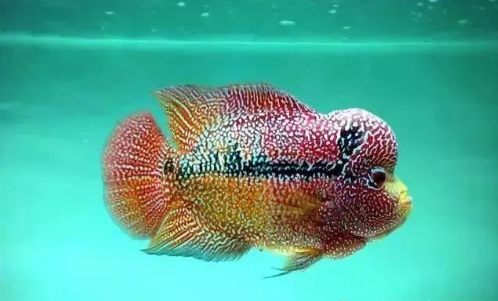 罗汉鱼鱼苗喂养知识大全,如何将多条小罗汉鱼在一个缸饲养