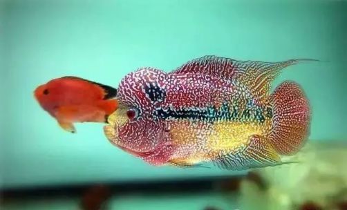 罗汉鱼鱼苗喂养知识大全,如何将多条小罗汉鱼在一个缸饲养
