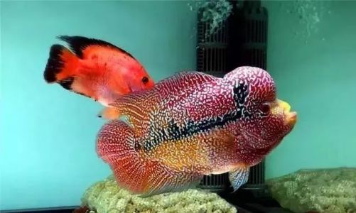 罗汉鱼鱼苗喂养知识大全,如何将多条小罗汉鱼在一个缸饲养