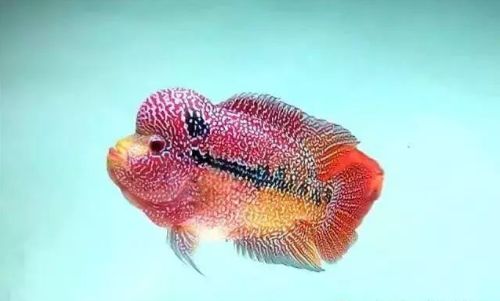 罗汉鱼鱼苗喂养知识大全,如何将多条小罗汉鱼在一个缸饲养