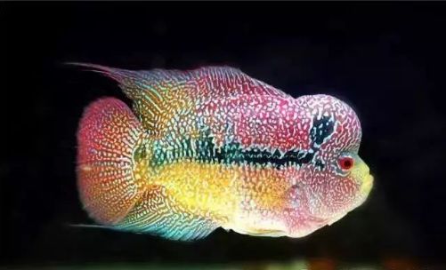 罗汉鱼鱼苗喂养知识大全,如何将多条小罗汉鱼在一个缸饲养