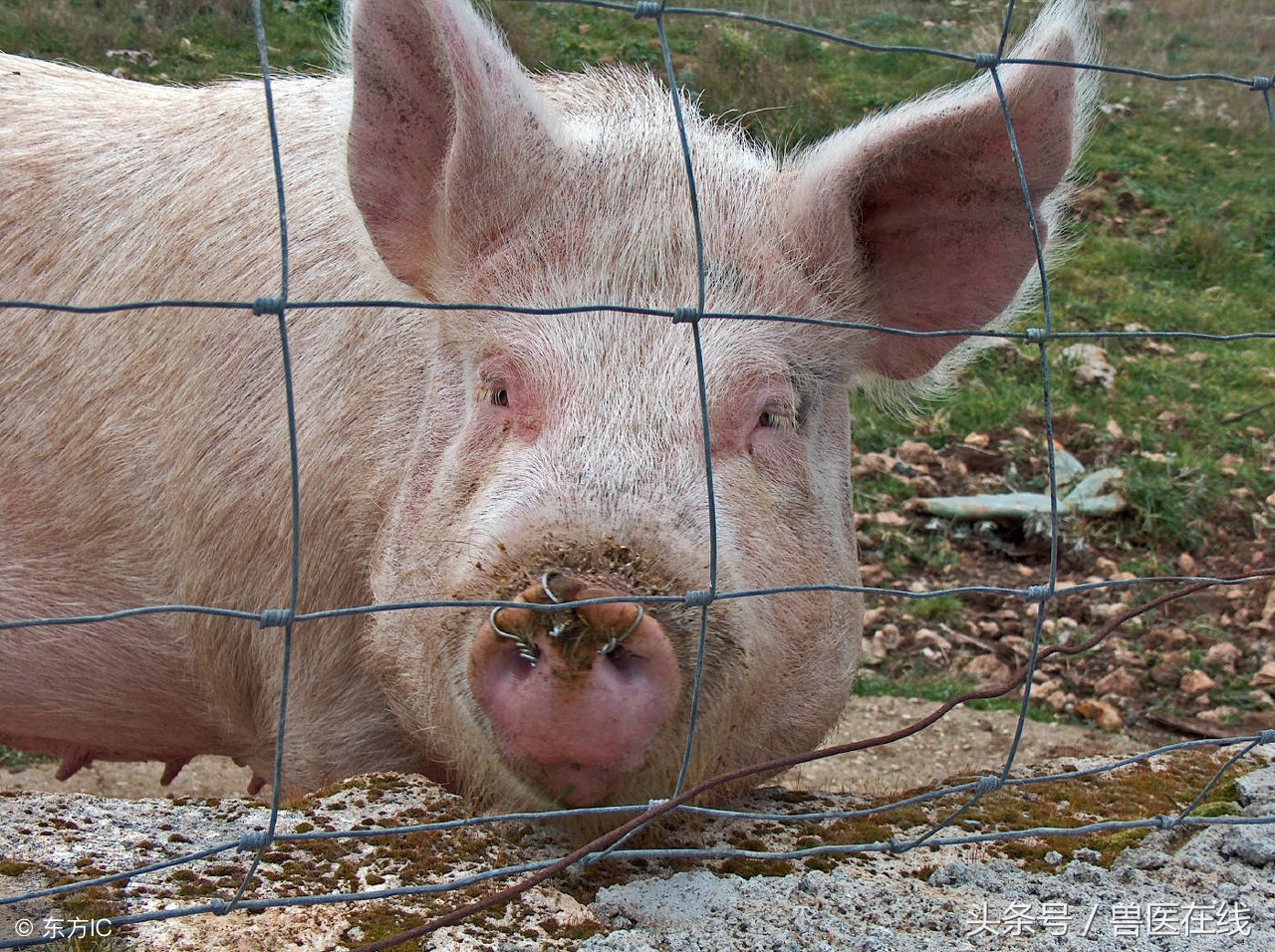 猪场返情母猪增多,母猪十九天返情的原因