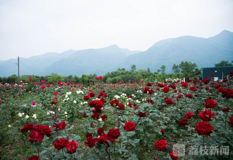 十年·绵竹印象｜地震虽然来过，玫瑰还是开了