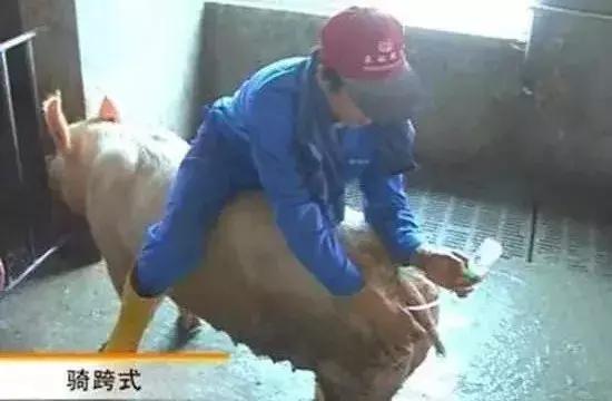 配种技术与注意事项,配种技术及注意事项