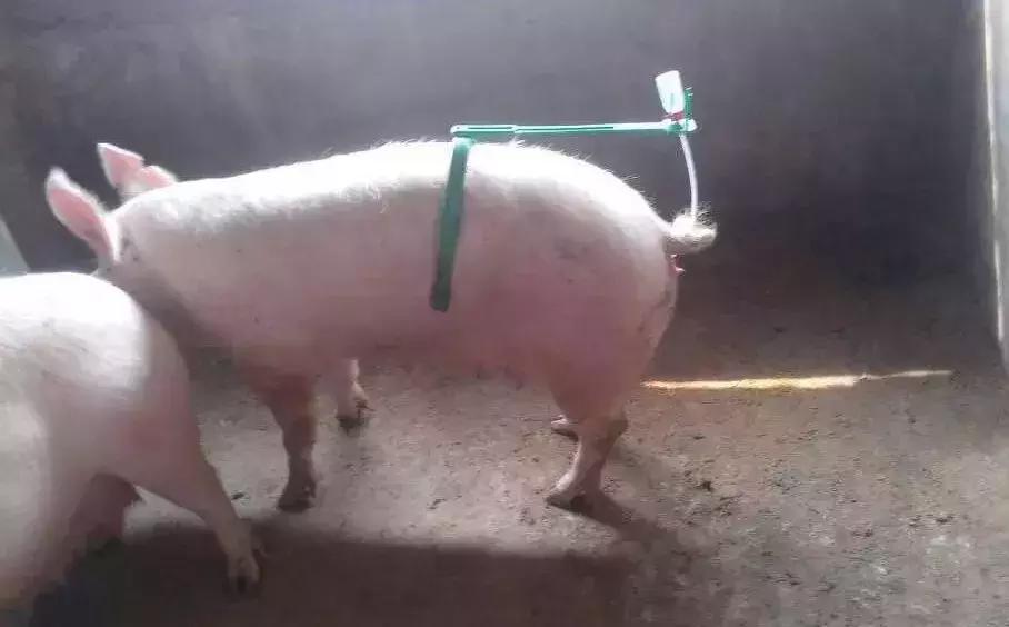 配种技术与注意事项,配种技术及注意事项