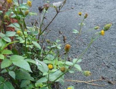 鬼针草繁衍,农村野外生长的鬼针草