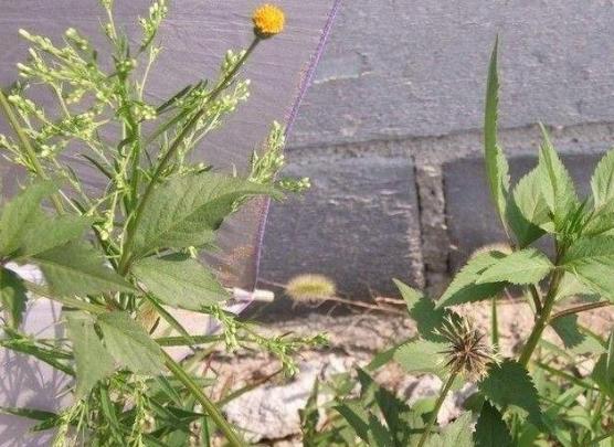 鬼针草繁衍,农村野外生长的鬼针草