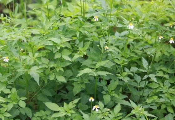 鬼针草繁衍,农村野外生长的鬼针草