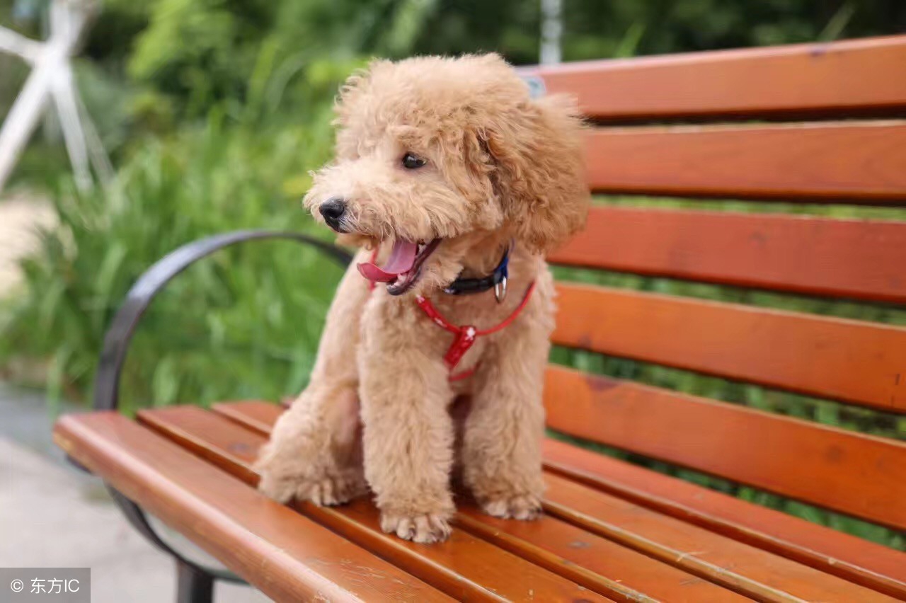 泰迪髌骨脱位长期不治还能治疗吗,泰迪一只后腿没有力气