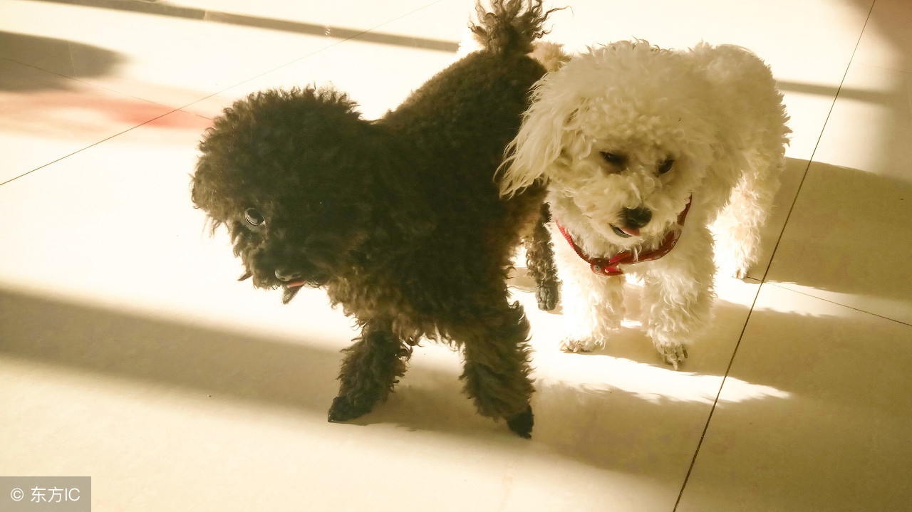 泰迪髌骨脱位长期不治还能治疗吗,泰迪一只后腿没有力气