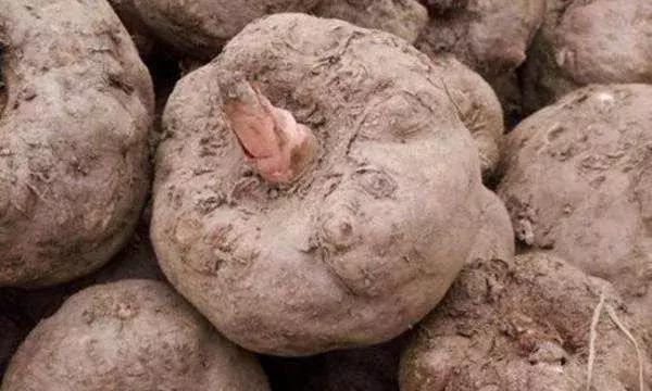 怀化又有3个特产被国家保护