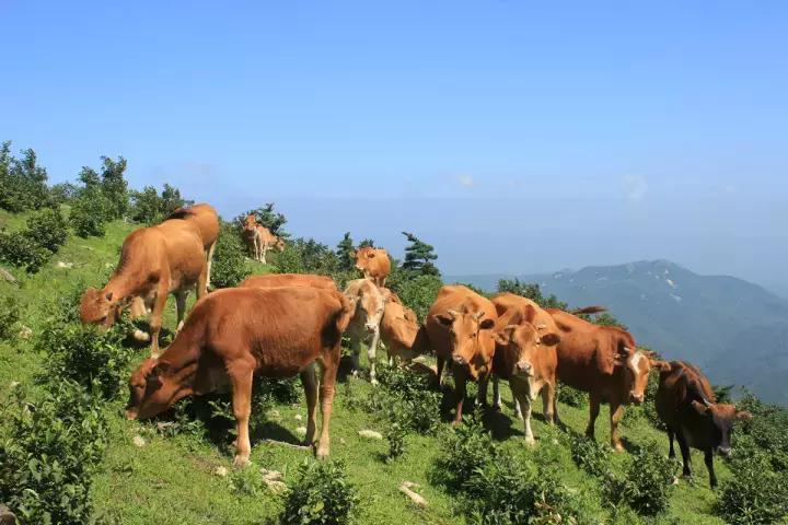 怀化又有3个特产被国家保护