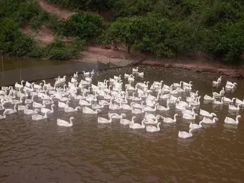 怀化又有3个特产被国家保护