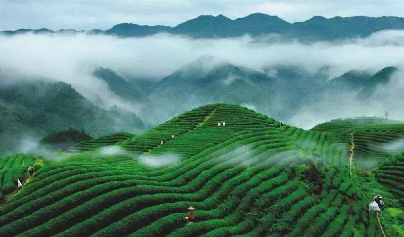 怀化又有3个特产被国家保护