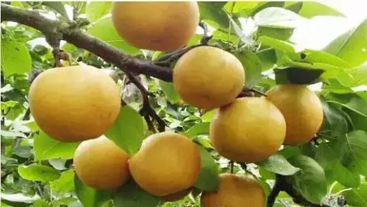 怀化又有3个特产被国家保护