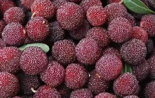 怀化又有3个特产被国家保护