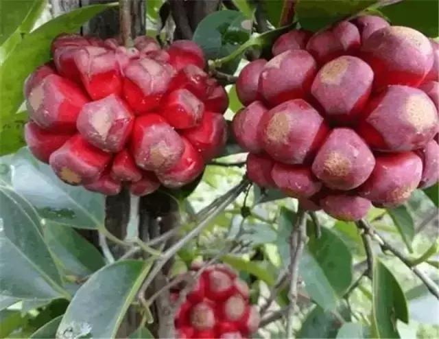 怀化又有3个特产被国家保护