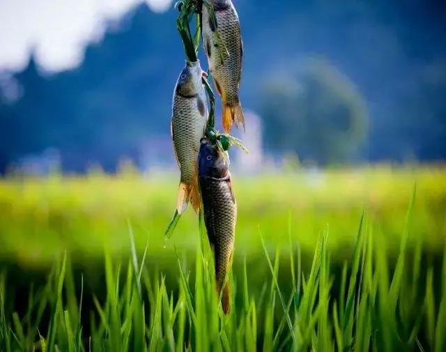 怀化又有3个特产被国家保护