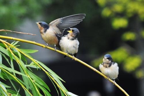 母亲弥留之际儿女下车跑着,母亲病重她赶回家照顾