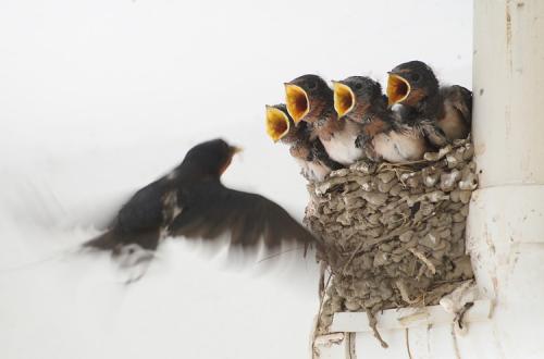 母亲弥留之际儿女下车跑着,母亲病重她赶回家照顾