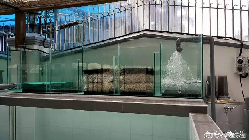 龙鱼养鱼技巧,龙鱼养殖攻略