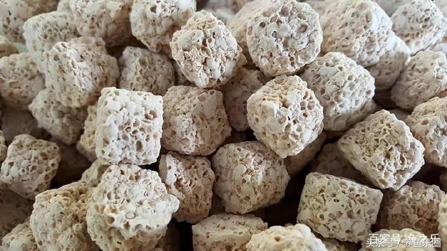 龙鱼养鱼技巧,龙鱼养殖攻略