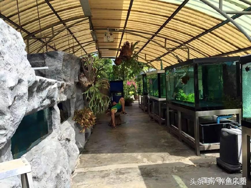 龙鱼养鱼技巧,龙鱼养殖攻略