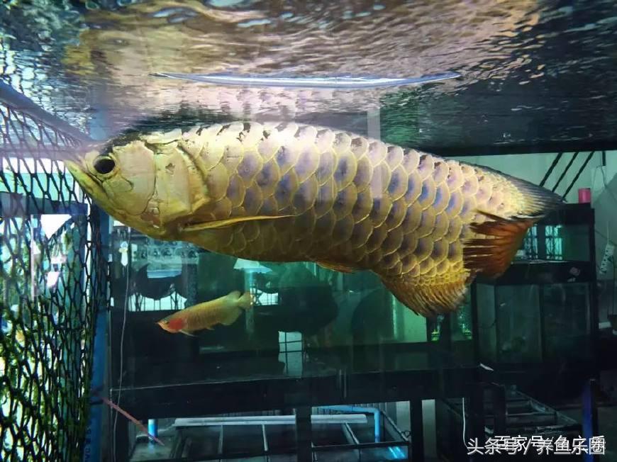 龙鱼养鱼技巧,龙鱼养殖攻略