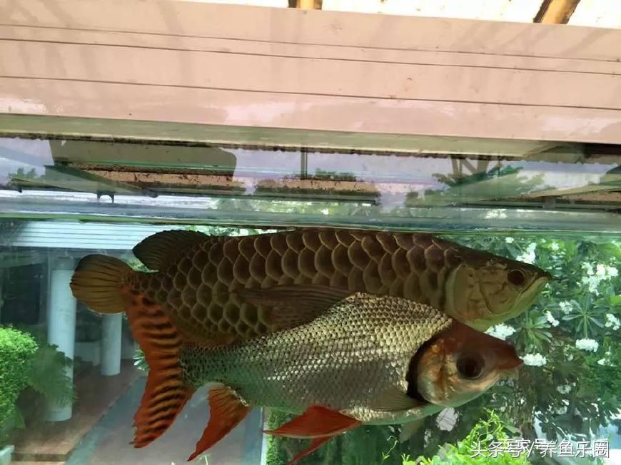 龙鱼养鱼技巧,龙鱼养殖攻略