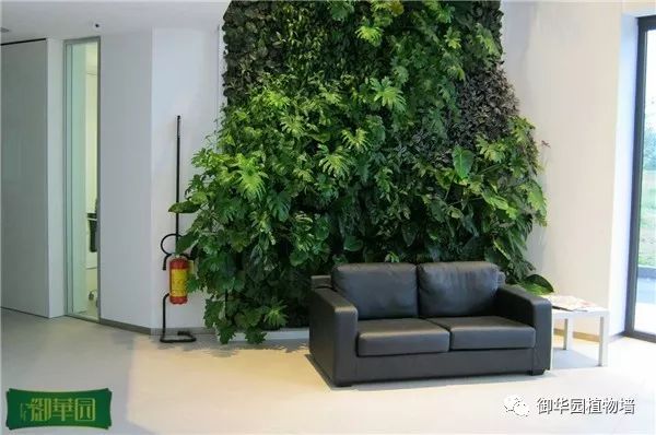 绿色植物墙怎么拍照好看,小矮墙如何拍文艺照片