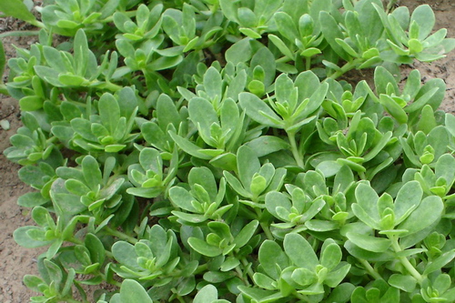 妇科炎症“有3喜”最好远离，妇科炎症“有2怕”，最好吃点