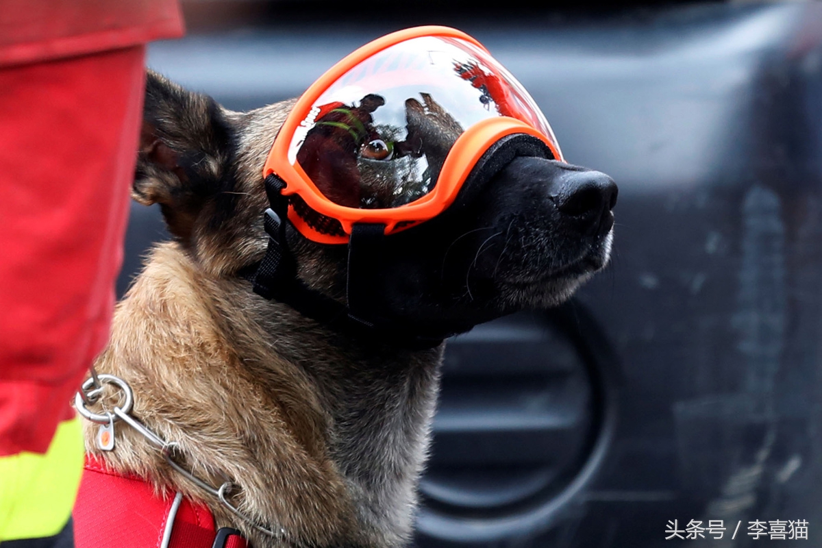 搜救犬英勇牺牲致敬忠诚战士,盘点那些搜救犬救人的感人瞬间