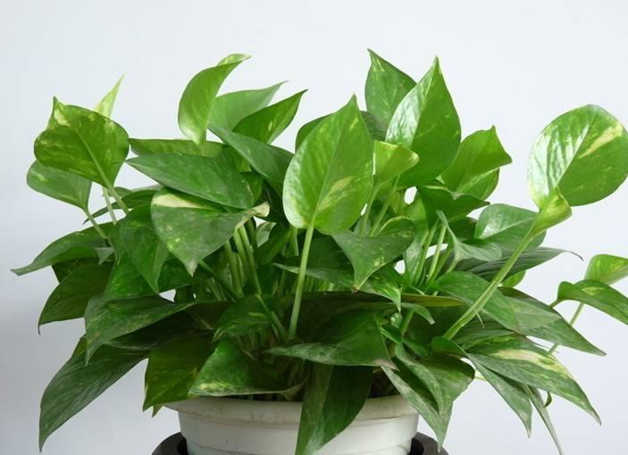 绿萝怎么养才能更旺盛爬墙,养绿萝的注意事项请写出五条来