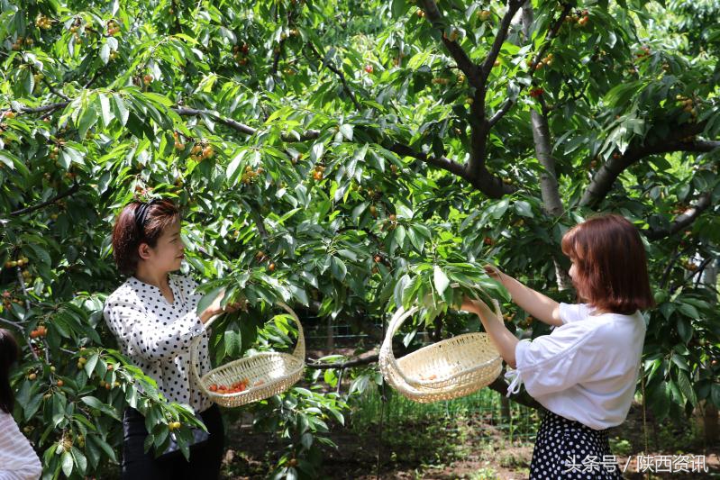 大樱桃带动乡村旅游,樱桃带动乡村旅行