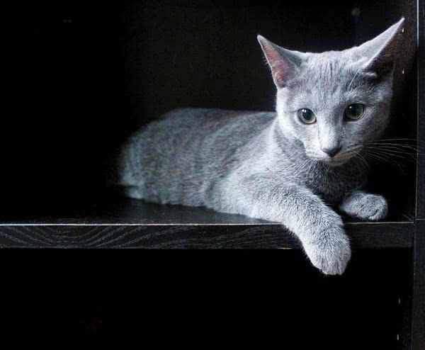 世界上顶级的十大宠物猫,世界上最贵的猫六个亿布偶猫