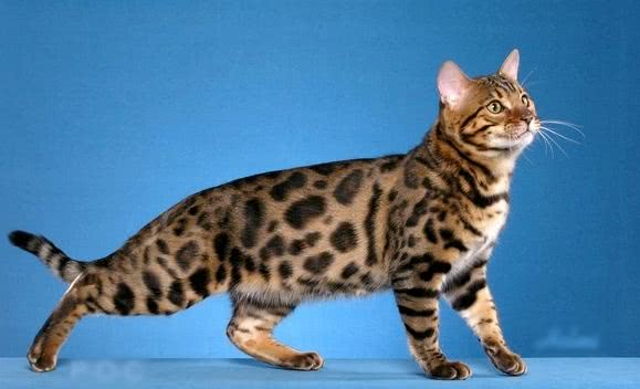 世界上顶级的十大宠物猫,世界上最贵的猫六个亿布偶猫